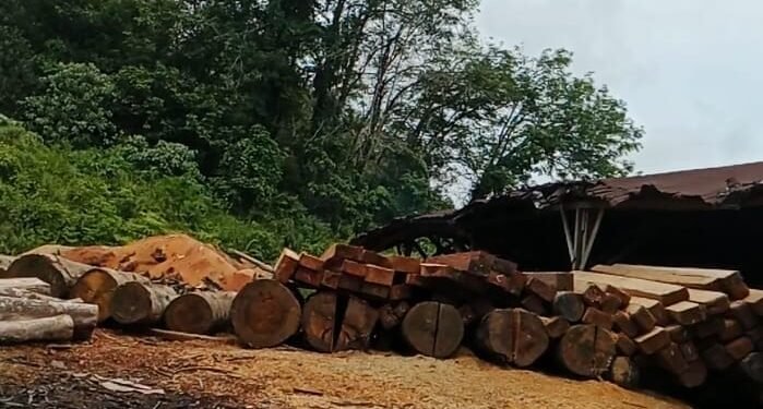 Kapolres Mandailing Natal di Minta Untuk Tidak Main Mata Terhadap Ilegal Logging