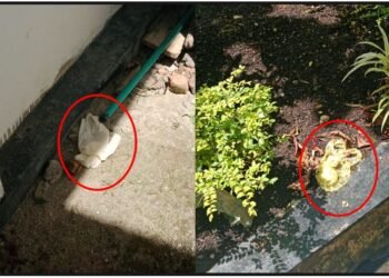 Terkait Kondisi RSUD Sipirok Yang Kotor, Management Rumah Sakit Bungkam